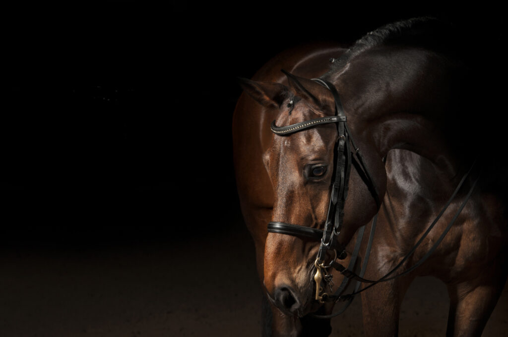 Pferd mit Zaumzeug — Capreole Reitsport